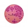 Violet Red Bile Agar (VRBA), 90mm Plate, 10 Pcs.