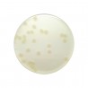 Milk Plate Count Agar, 90mm Plate, 10 Pcs.